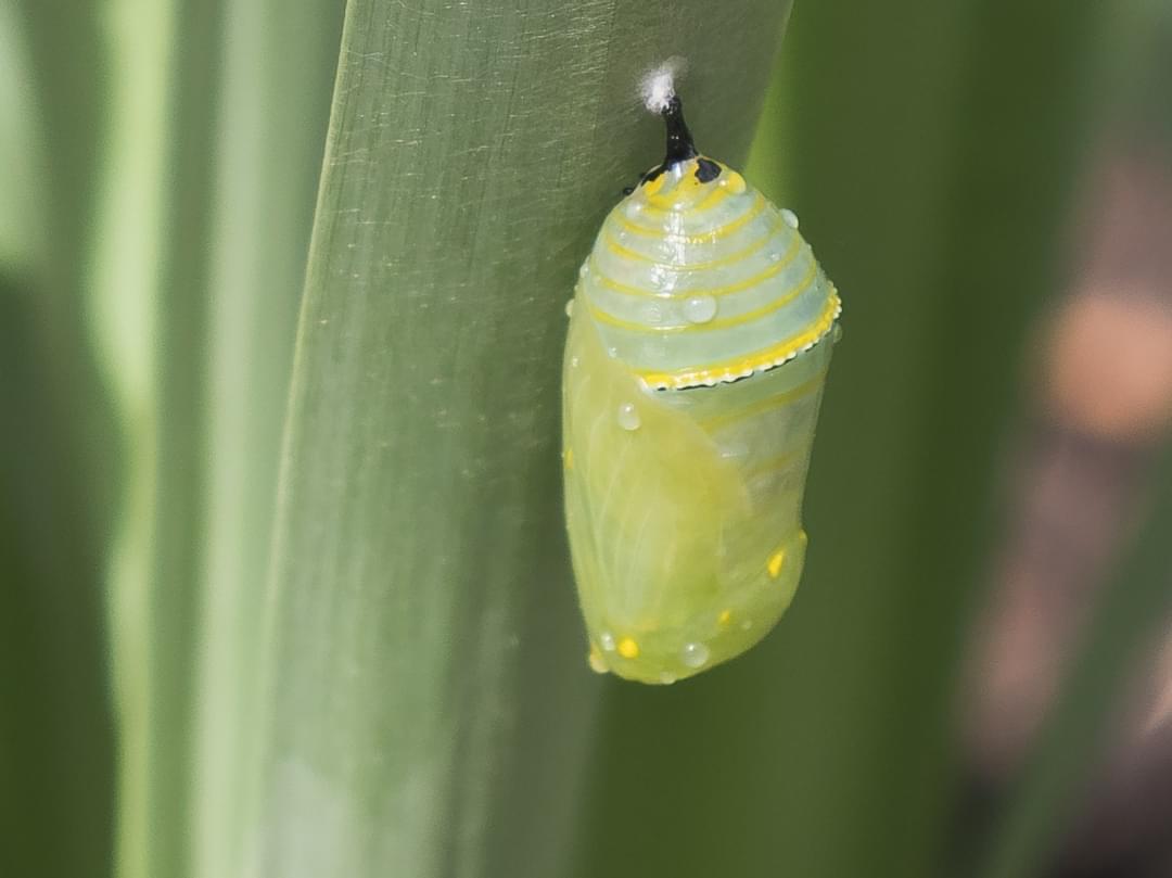 A cocoon on a grass straw